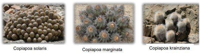 Chilean Cacti